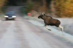 Paras tapa vähentää hirvionnettomuuden riskiä on tiedostaa vaaranpaikat ja ottaa ne huomioon ajotavassa ja -nopeudessa. Kuva Ari Ahtiainen/Liikenneturva.