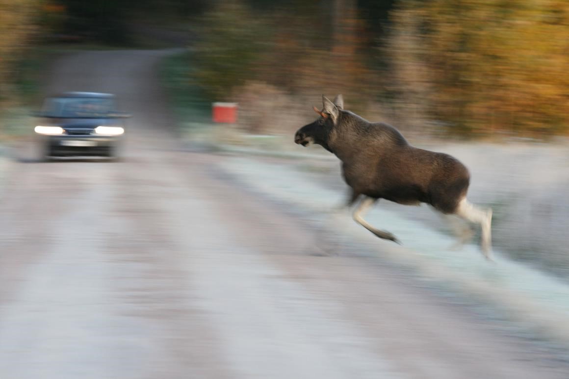 Paras tapa vähentää hirvionnettomuuden riskiä on tiedostaa vaaranpaikat ja ottaa ne huomioon ajotavassa ja -nopeudessa. Kuva Ari Ahtiainen/Liikenneturva.