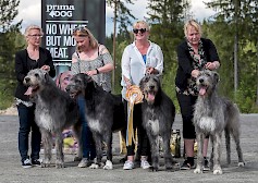 Suomen edullisin kaikkien rotujen näyttely Miljoona Koira tuo Tuuriin satoja erilaisia koirarotuja kilpailemaan BIS-tittelistä 9.-10.6.2018.