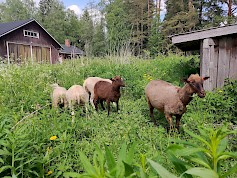 Lampaille oli ruokaa riittävästi kesäkuun alkupuolella. Kuva Satu Ristimäki.