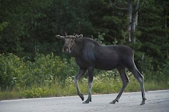 Ajonopeuden hidastaminen hirvivaara-alueella on paras tapa välttää hirvikolari. Kuva: Nina Mönkkönen / Liikenneturva