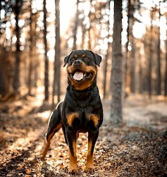 Sankarikoira Sulo, rottweiler. Kuvaaja: Kirsi Petäjämäki